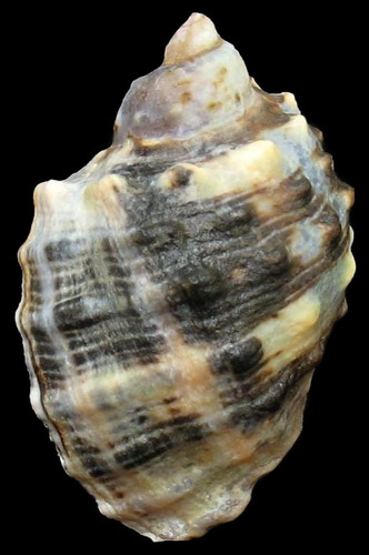 Widemouth Rocksnail