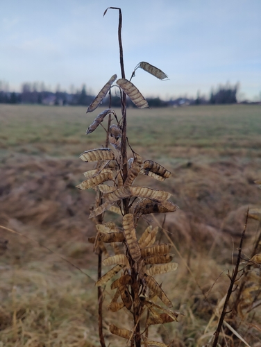 Bog Lupine winter