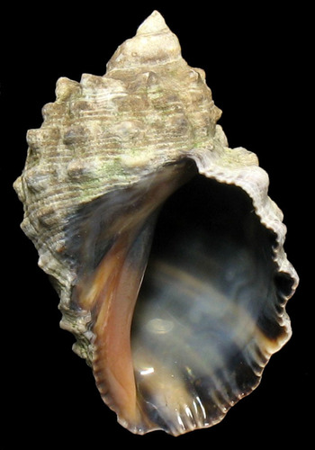 Widemouth Rocksnail