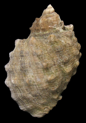 Widemouth Rocksnail
