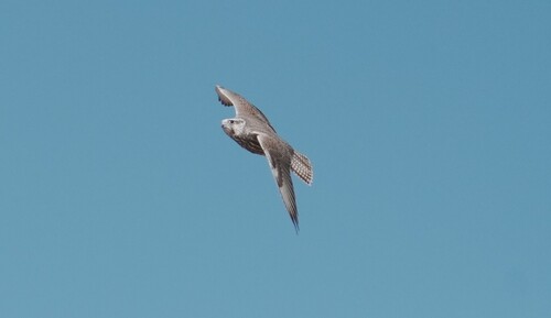 Saker Falcon