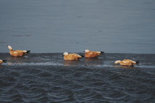 Ruddy Shelduck