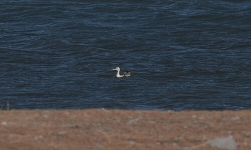 Great Crested Grebe