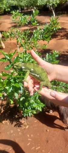 Flap-necked Chameleon
