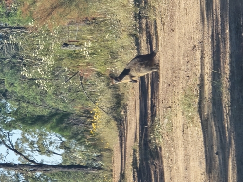 Swamp Wallaby