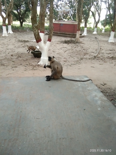 Bengal Sacred Langur