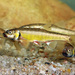 European Minnow - Photo (c) Fero Bednar, all rights reserved, uploaded by Fero Bednar