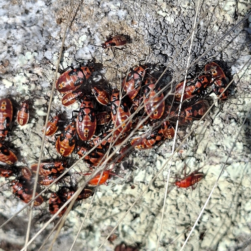 Indian Milkweed Bug