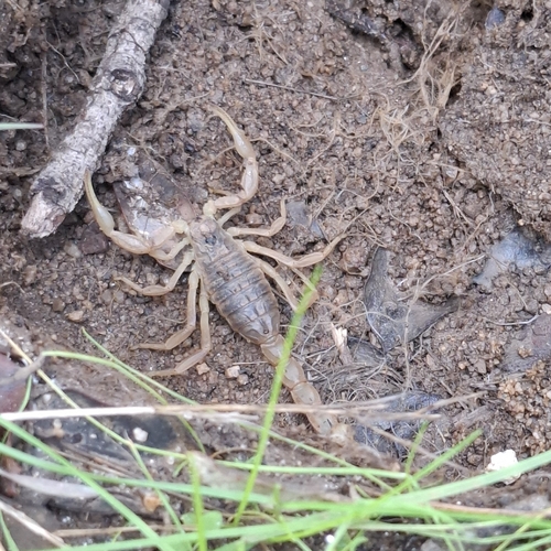 Buthus halius