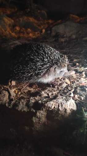 Southern White-breasted Hedgehog