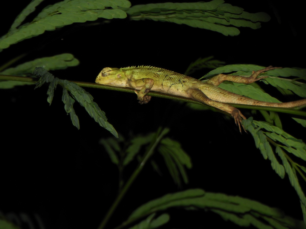 Oriental Garden Lizard from Bogor Regency, West Java, Indonesia on ...
