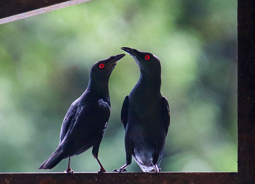 Asian Glossy Starling