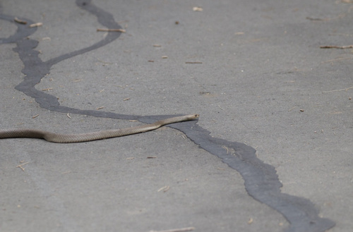 Eastern Brown Snake sighting