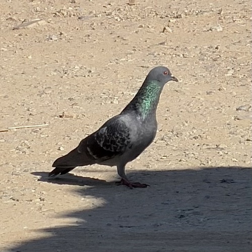 Feral Pigeon