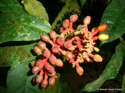 Sorocea affinis