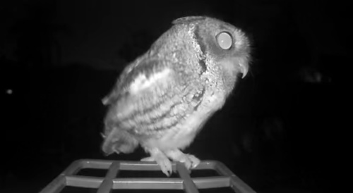 View observation of {o.common_name} on iNaturalist