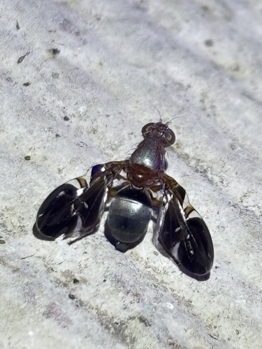 Unknown species found near Windsor Park, Austin, TX 78723, USA