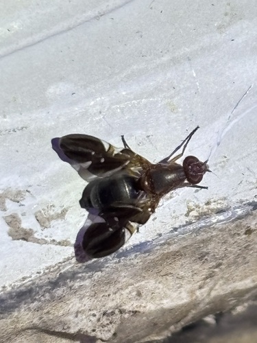Unknown species found near Windsor Park, Austin, TX 78723, USA