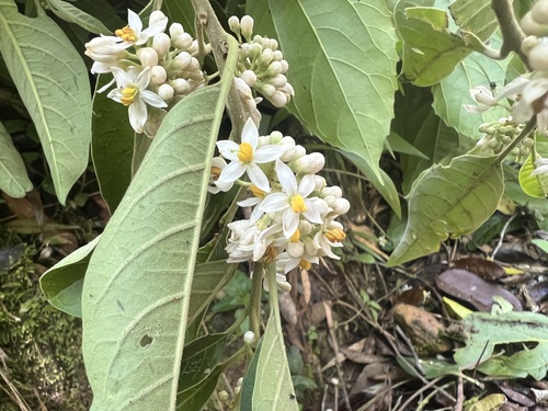 Solanum reitzii