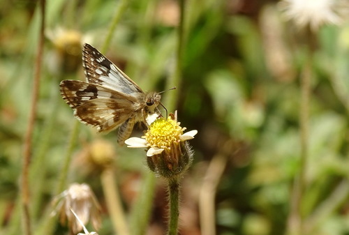 Stained White-Skipper