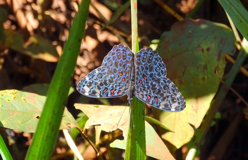 Amazon Cracker