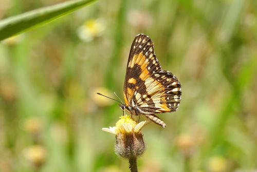 Bordered Patch