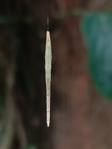 Miagrammopes gravelyi