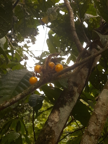 Cordia nodosa