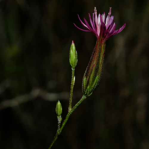 Crupina vulgaris (Pers.) Cass.