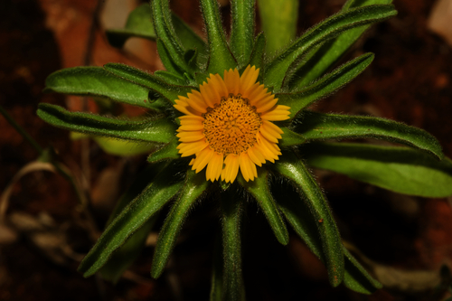 Asteriscus aquaticus (L.) Less.