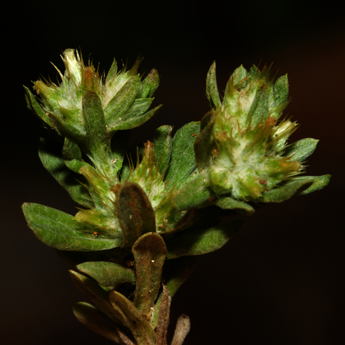 Filago pyramidata L.