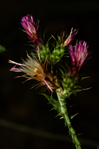 Carduus tenuiflorus Curtis