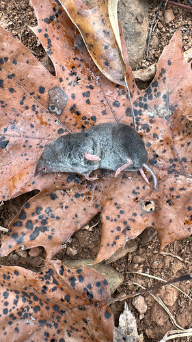 Southern Short-tailed Shrew observed by fishbirder