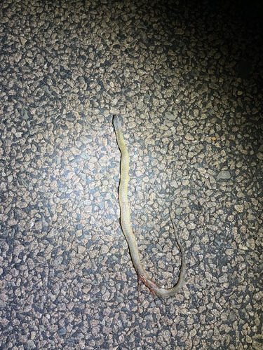 Australian Keelback sighting