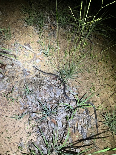 Slaty-grey snake sighting