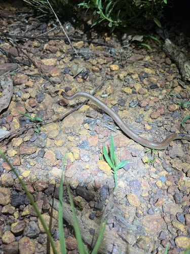 Orange-naped Snake sighting