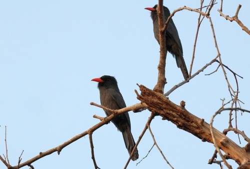 Black-fronted Nunbird
