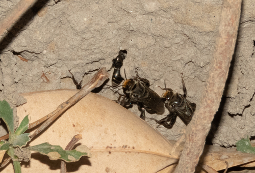 photo of Segmented Turret Bee (Melitoma segmentaria)