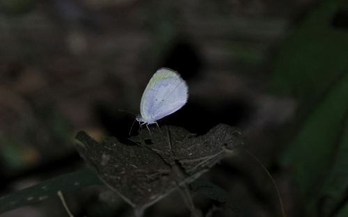 Banded Yellow