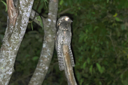 Common Potoo