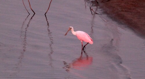 Roseate Spoonbill