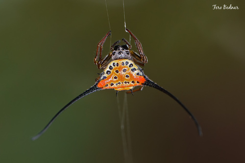 Macracantha arcuata