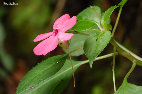 Impatiens walleriana