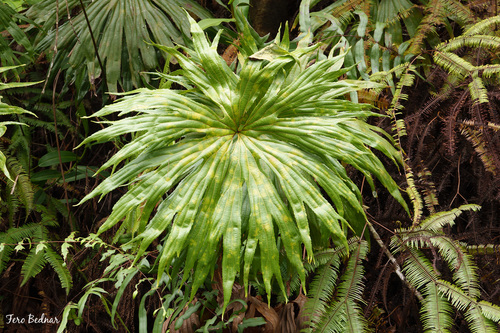 Dipteris conjugata