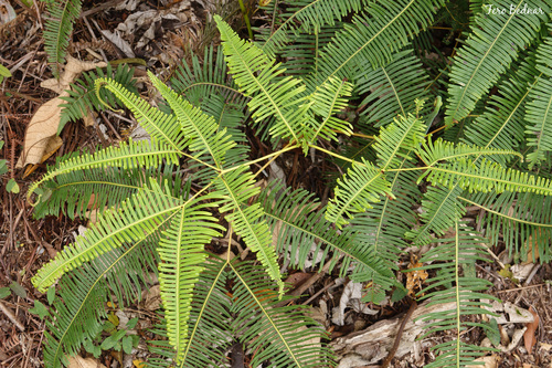 Dicranopteris linearis