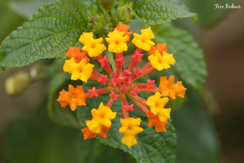 Lantana camara