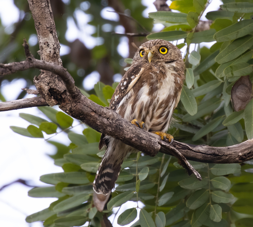 Ferruginous Pygmy-Owl