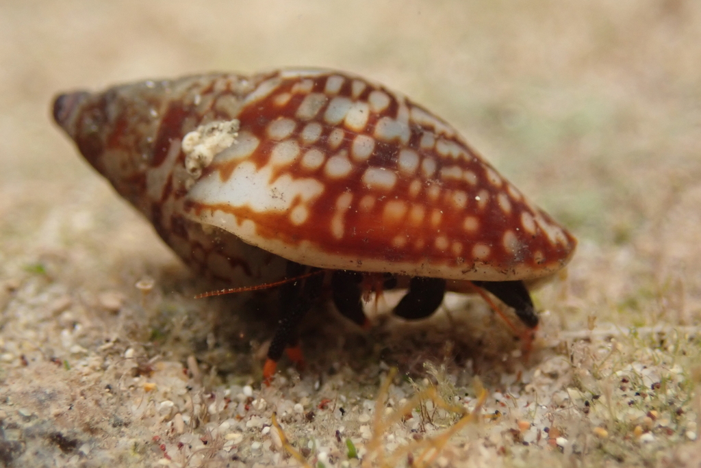 Columbella Insect Columbella fuscata from Tecomán, MX-CL, MX on January 19, 2022 at 05:21 ...
