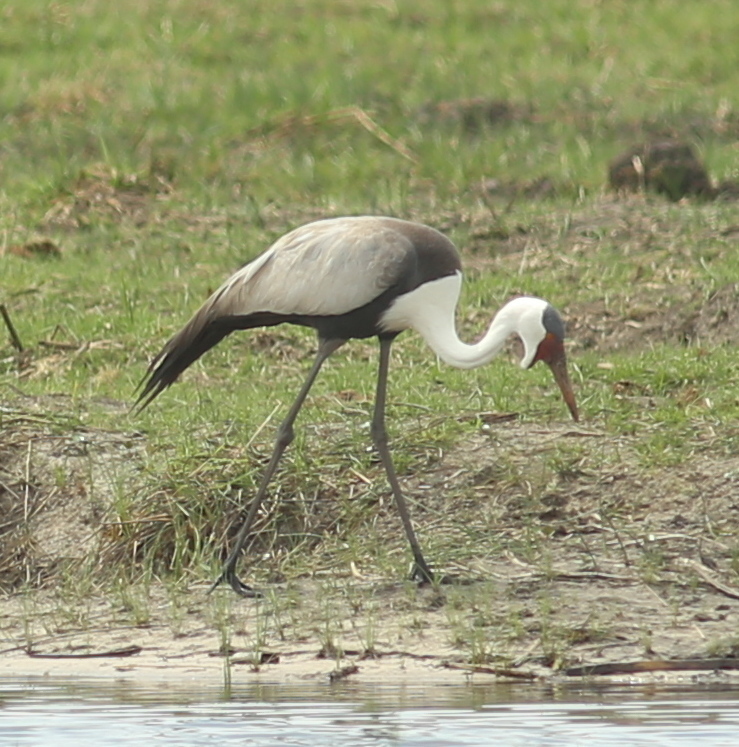 Wattled Crane in November 2019 by trotter · iNaturalist