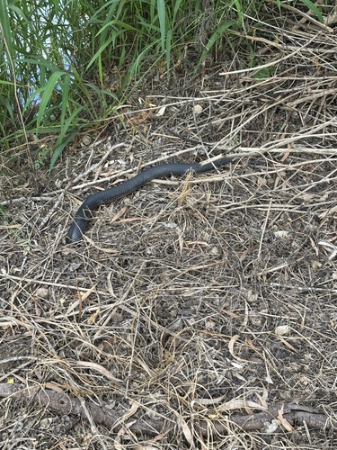 Red-bellied Black Snake sighting